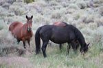 Wild horses at the Boundary Peak trailhead in Nevada by Roger J. Wendell - 08-02-2011