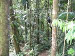 Bryan swings from a Rainforest vine - Ecuador, January 2006