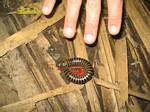 Amazonia Rainforest Insect (Millipede) - Ecuador, January 2006