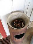 Lizard in an Ashtray near a Bandera, Texas golf course - 05-04-2006