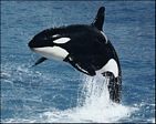 Killer Whale