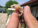 Lizard at the Bandera, Texas golf course - 05-04-2006