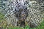 North American Porcupine with permision: Alan Koch - Clackamas, Oregon