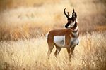 Pronghorn