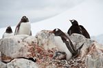 Antarctica Adventure by Roger J. Wendell - January and Feburary 2011