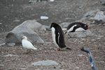 Antarctica Adventure by Roger J. Wendell - January and Feburary 2011