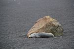 Antarctica Adventure by Roger J. Wendell - January and Feburary 2011