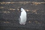 Antarctica Adventure by Roger J. Wendell - January and Feburary 2011