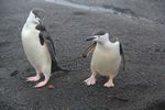 Antarctica Adventure by Roger J. Wendell - January and Feburary 2011