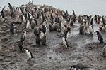 Antarctica Adventure by Roger J. Wendell - January and Feburary 2011