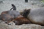 Antarctica Adventure by Roger J. Wendell - January and Feburary 2011