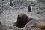 Antarctica Adventure by Roger J. Wendell - January and Feburary 2011