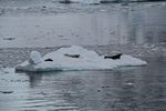 Antarctica Adventure by Roger J. Wendell - January and Feburary 2011