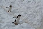 Antarctica Adventure by Roger J. Wendell - January and Feburary 2011