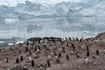 Antarctica Adventure by Roger J. Wendell - January and Feburary 2011