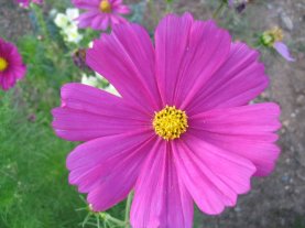 Biodiversity Purple Flower by Roger J. Wendell