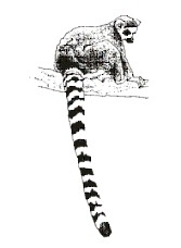 Ring-Tailed Lemur