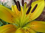 Biodiversity Yellow Flower by Roger J. Wendell