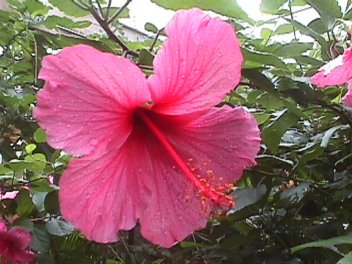 Hibiscus rosa-sinensis L.
(Hawaiian hibiscus) photographed by Roger J. Wendell - 08-23-2002