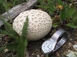 Mushroom near Ken Booker Memorial