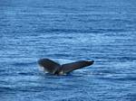 Humpback Whale, Auau Channel, Māui by Roger J. Wendell - February 2007