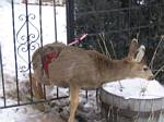 Deer Stuck in Our Gate