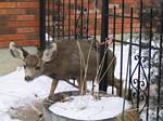 Deer Stuck in Our Gate