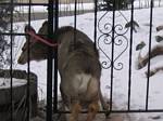 Deer Stuck in Our Gate