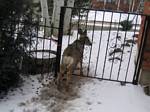 Deer Stuck in Our Gate