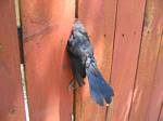 Bird stuck in our fence - July 16, 2006