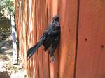 Bird stuck in our fence - July 16, 2006