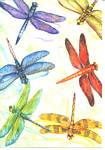 Dragonflies