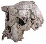 6 to 7 million year old Sahelanthropus Tchadensis - Toumai