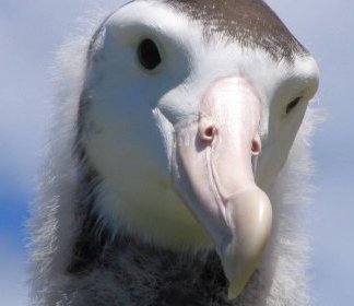 All 21 Species of Albatross are going Extinct