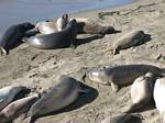 Elephant Seals at Piedras Blancas California by Roger J. Wendell - 11-14-2007