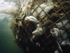 Fish in Net