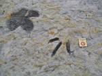 Ornithomimus Track at Dinosaur Ridge, Morrison, Colorado - 09-02-2006