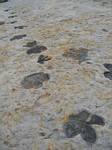 Dinosaur Tracks at Dinosaur Ridge, Morrison, Colorado - 09-02-2006