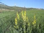 South fence line along Green Mountain, Lakewood, Colorado - 05-27-2007