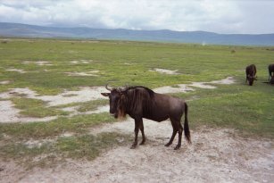 Wildebeest in the Serengeti by Roger J. Wendell - January 2003