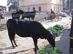 The Holy Cow is everywhere in India by Roger J. Wendell - November/December 2008