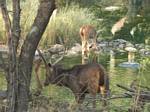 Ranthoambhore National Park, Rajasthan, India by Roger J. Wendell - November 28, 2008