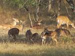 Ranthoambhore National Park, Rajasthan, India by Roger J. Wendell - November 28, 2008