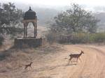 Ranthoambhore National Park, Rajasthan, India by Roger J. Wendell - November 28, 2008