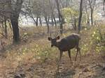 Ranthoambhore National Park, Rajasthan, India by Roger J. Wendell - November 28, 2008