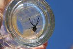 Black Widow spider by Roger Wendell - 10-20-2014