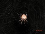 Cat-Faced spider photographed by Tami - 09-15-2010