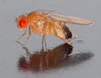 Drosophila melanogater