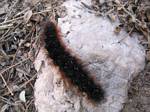 Grand Canyon Caterpillar - April, 2006