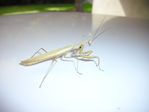 Praying Mantis in my car in Grand Junction, Colorado - 00-07-2010